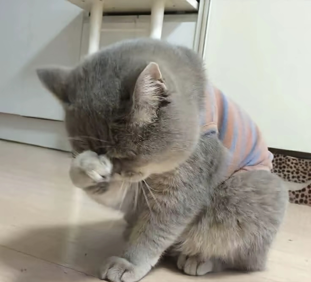 がるちゃん猫カフェ118号店開店しました♪(初めての方も大歓迎♪)