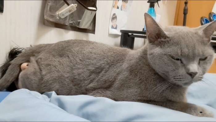 がるちゃん猫カフェ118号店開店しました♪(初めての方も大歓迎♪)