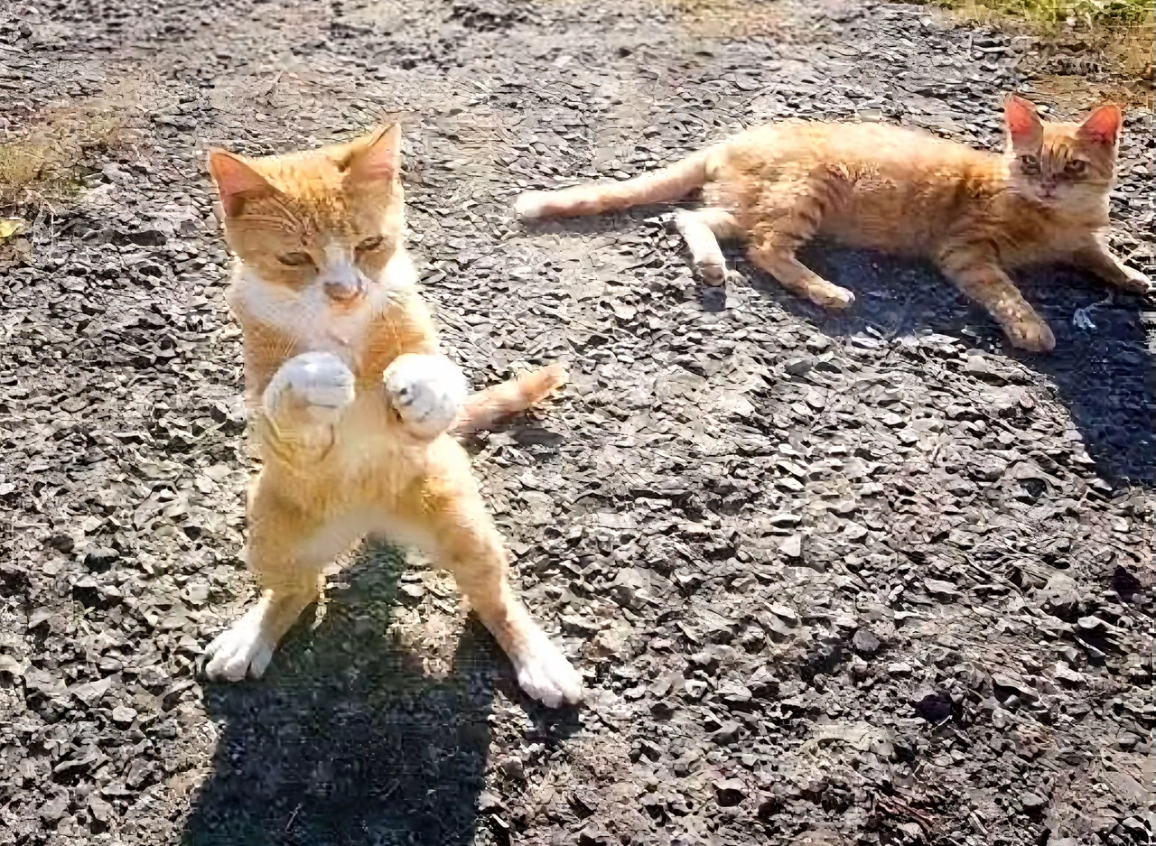 がるちゃん猫カフェ118号店開店しました♪(初めての方も大歓迎♪)