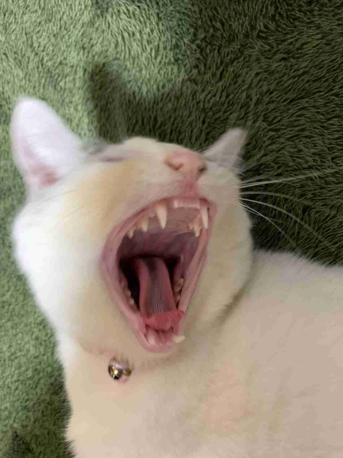 がるちゃん猫カフェ118号店開店しました♪(初めての方も大歓迎♪)