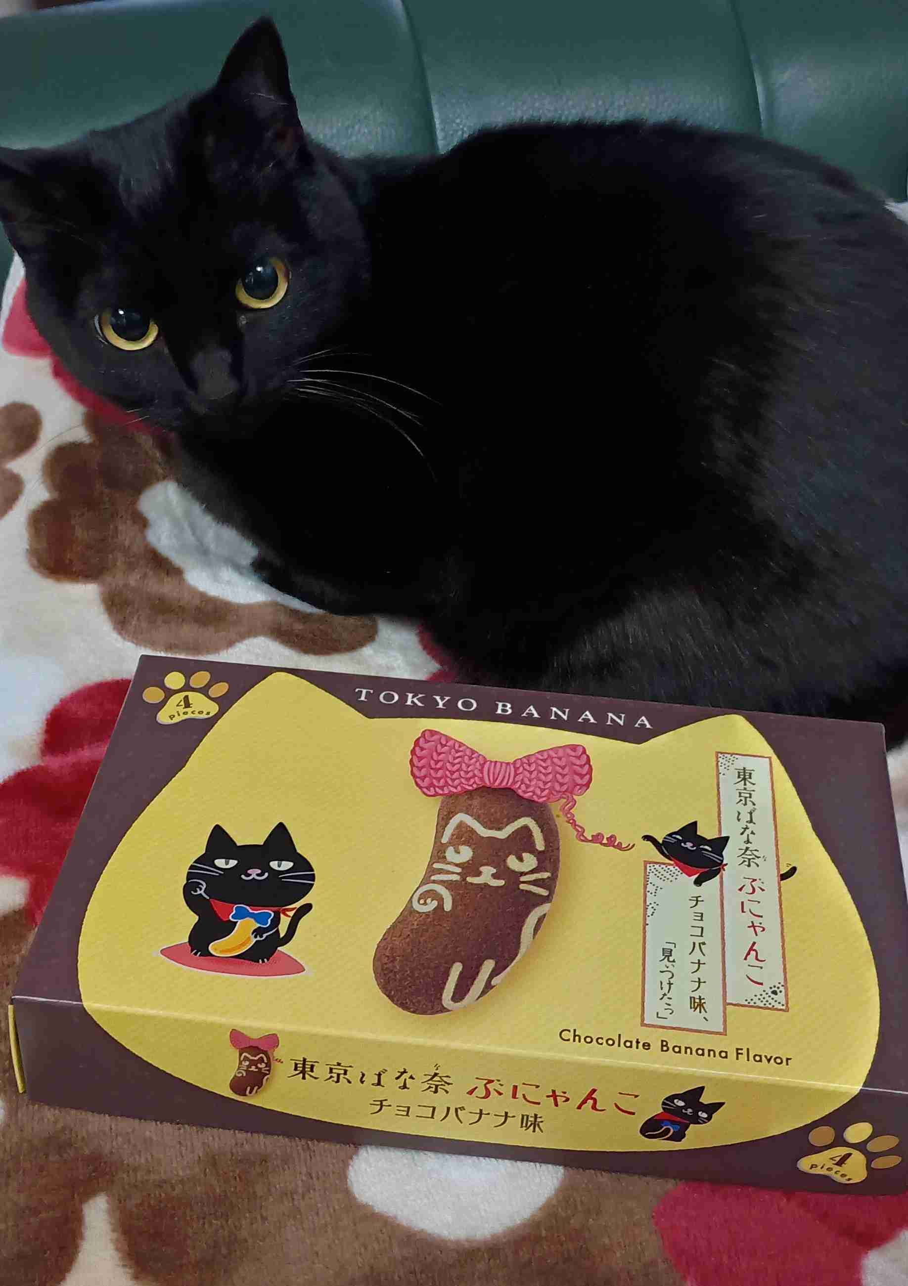 がるちゃん猫カフェ118号店開店しました♪(初めての方も大歓迎♪)