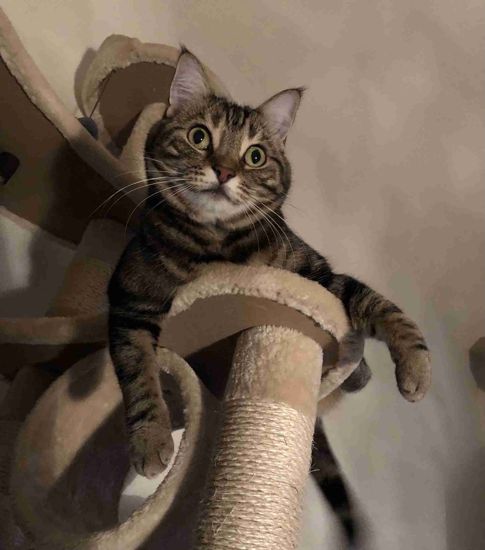 がるちゃん猫カフェ118号店開店しました♪(初めての方も大歓迎♪)