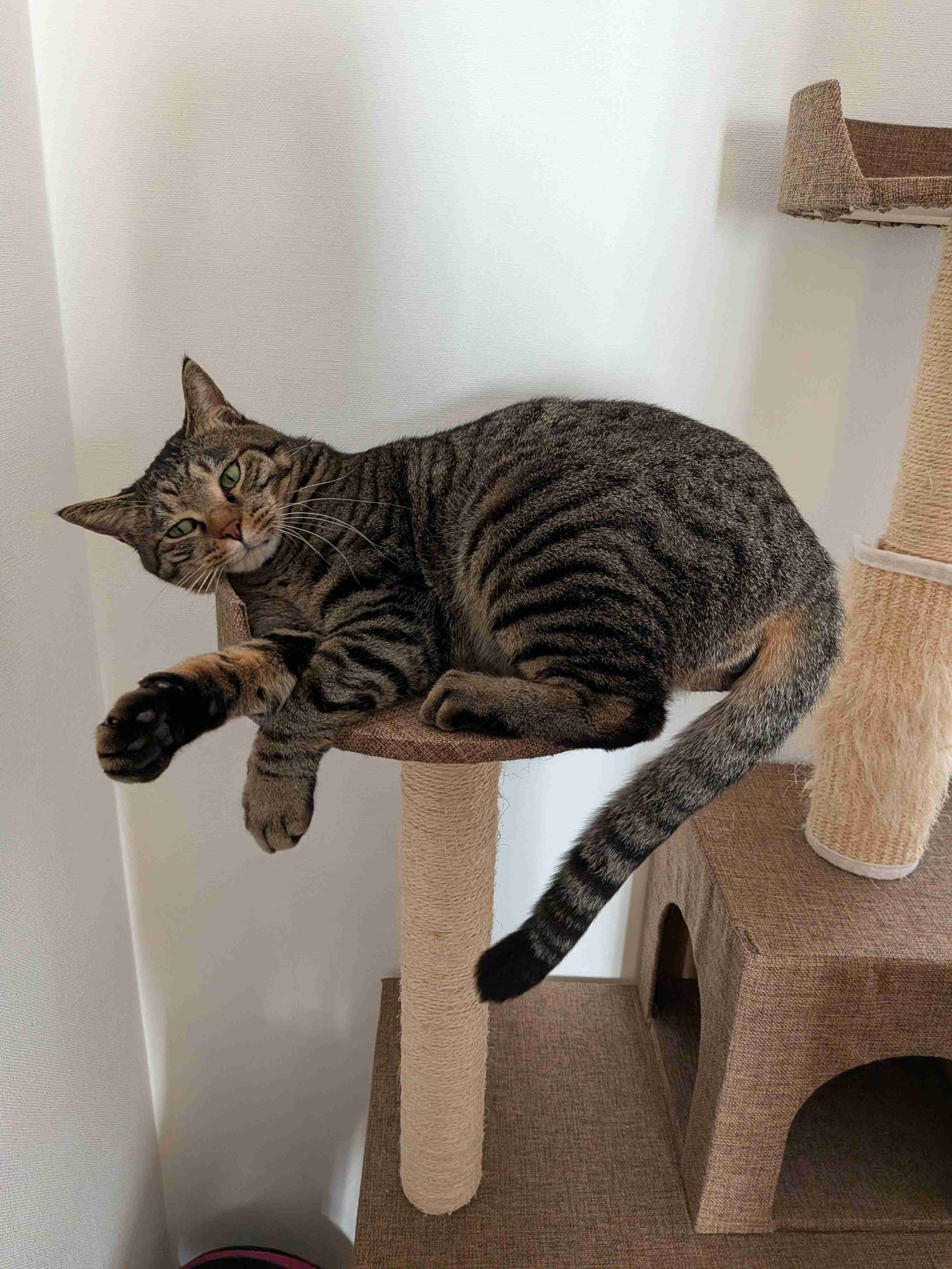 がるちゃん猫カフェ118号店開店しました♪(初めての方も大歓迎♪)