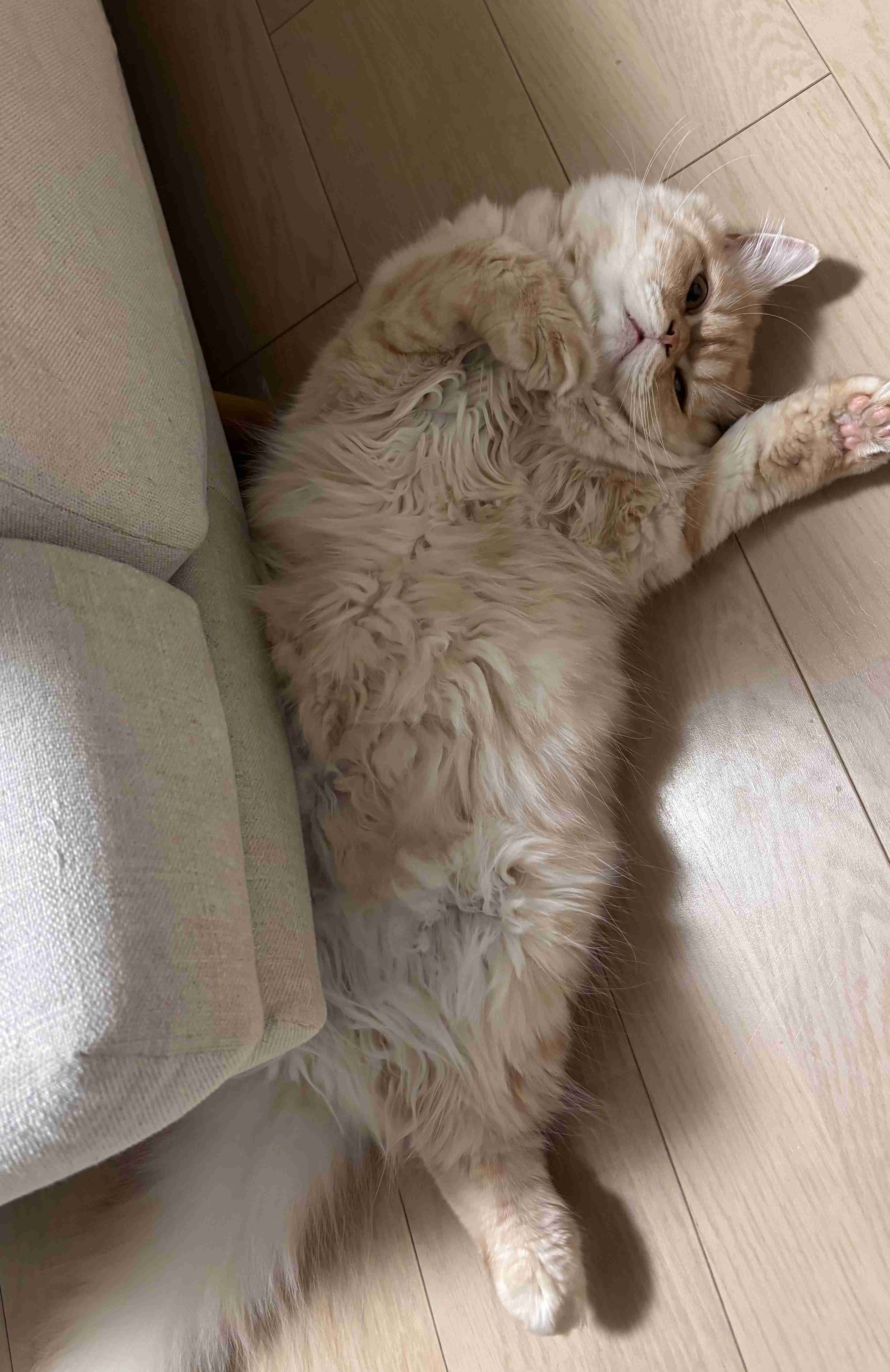 がるちゃん猫カフェ118号店開店しました♪(初めての方も大歓迎♪)