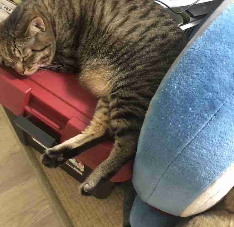 がるちゃん猫カフェ118号店開店しました♪(初めての方も大歓迎♪)