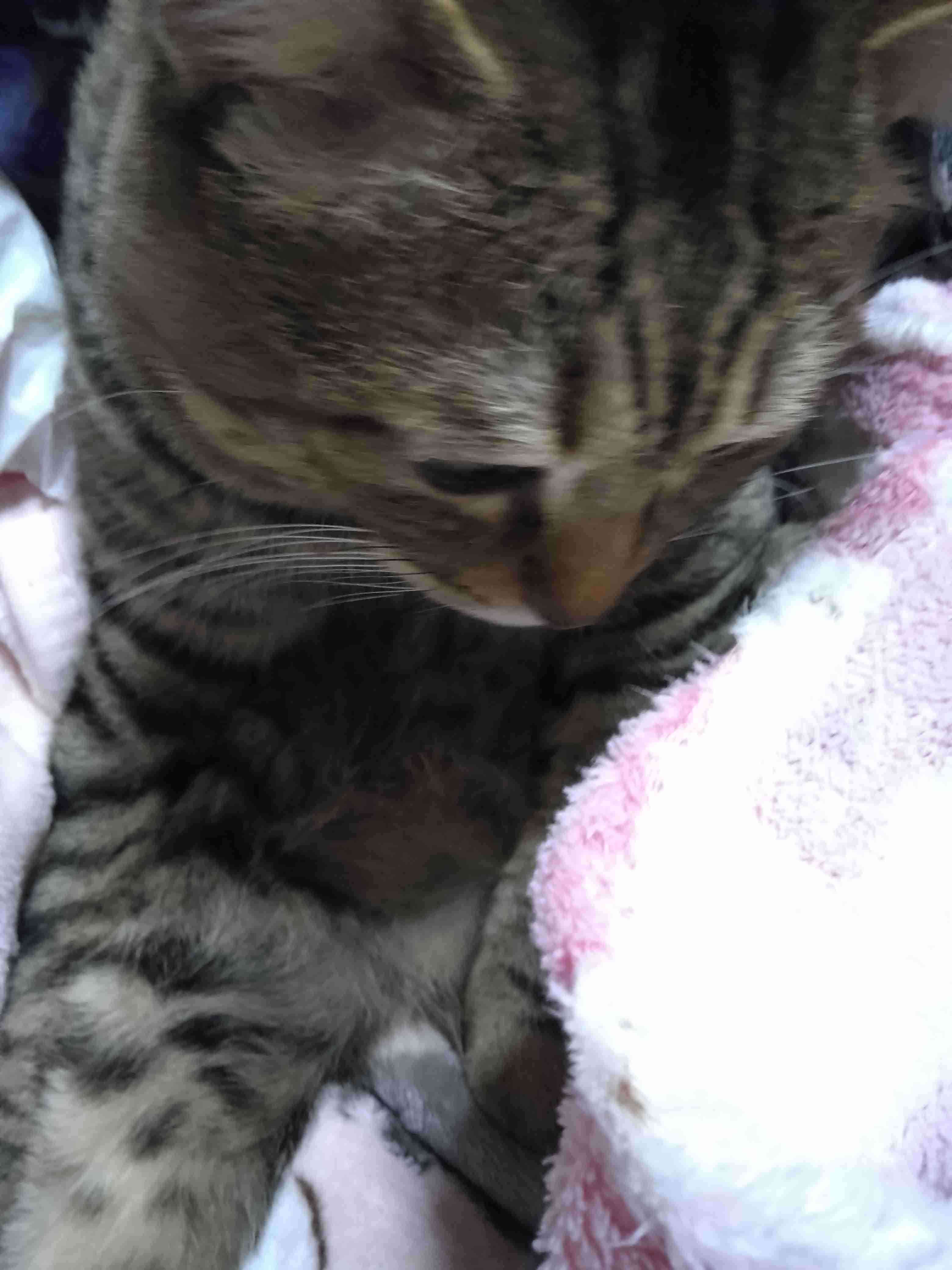 がるちゃん猫カフェ118号店開店しました♪(初めての方も大歓迎♪)