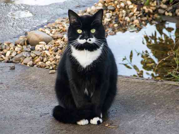 がるちゃん猫カフェ118号店開店しました♪(初めての方も大歓迎♪)