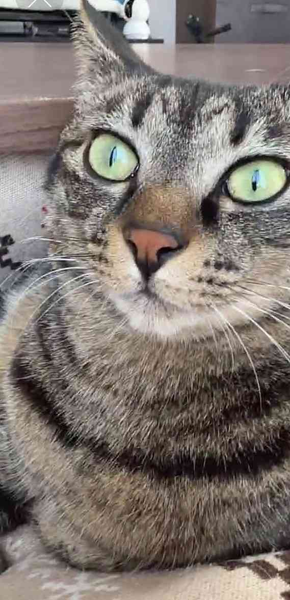 がるちゃん猫カフェ118号店開店しました♪(初めての方も大歓迎♪)