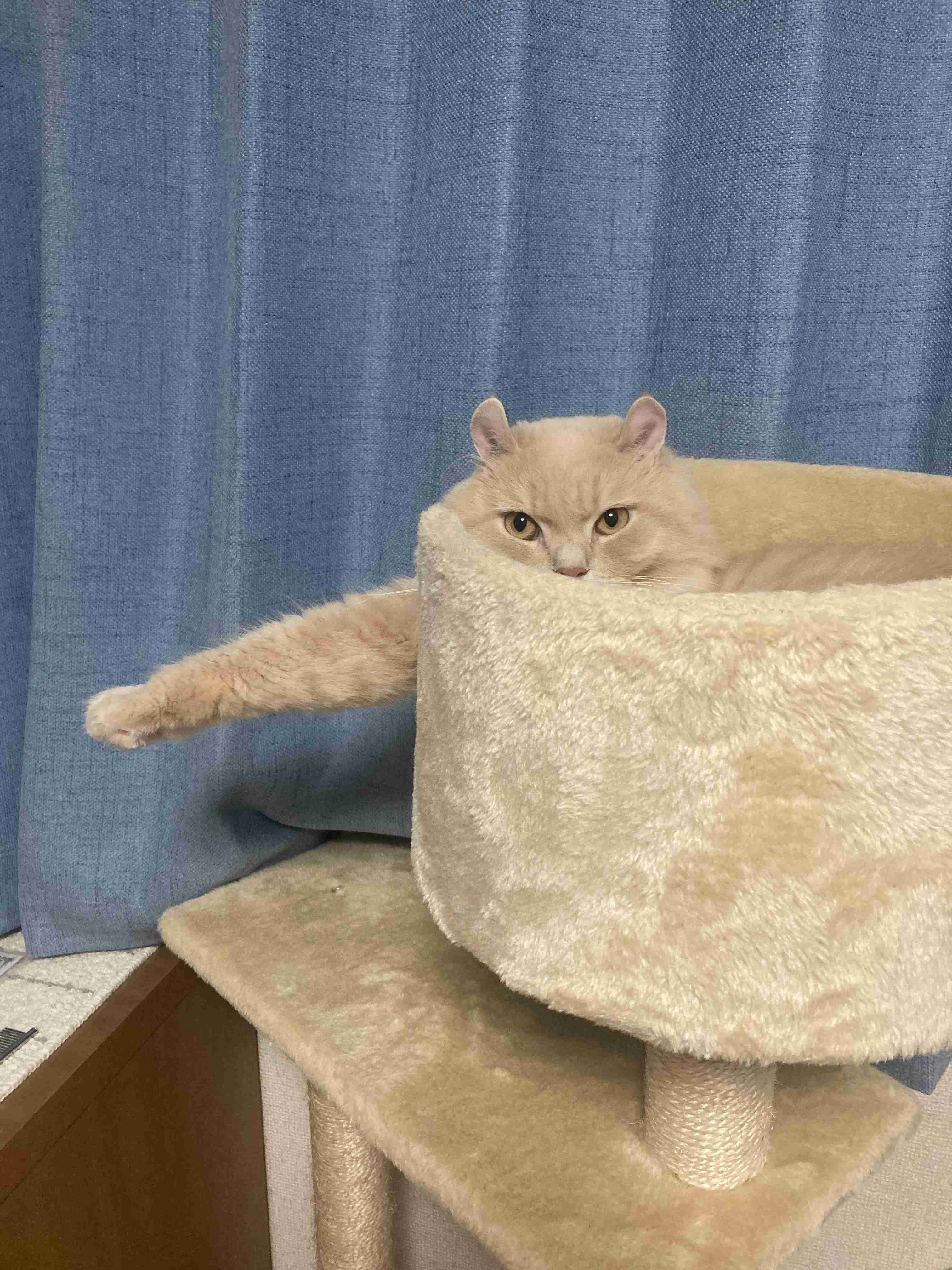 がるちゃん猫カフェ118号店開店しました♪(初めての方も大歓迎♪)