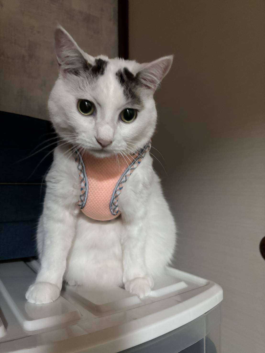 がるちゃん猫カフェ118号店開店しました♪(初めての方も大歓迎♪)