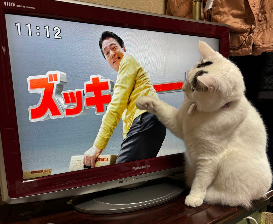 がるちゃん猫カフェ118号店開店しました♪(初めての方も大歓迎♪)