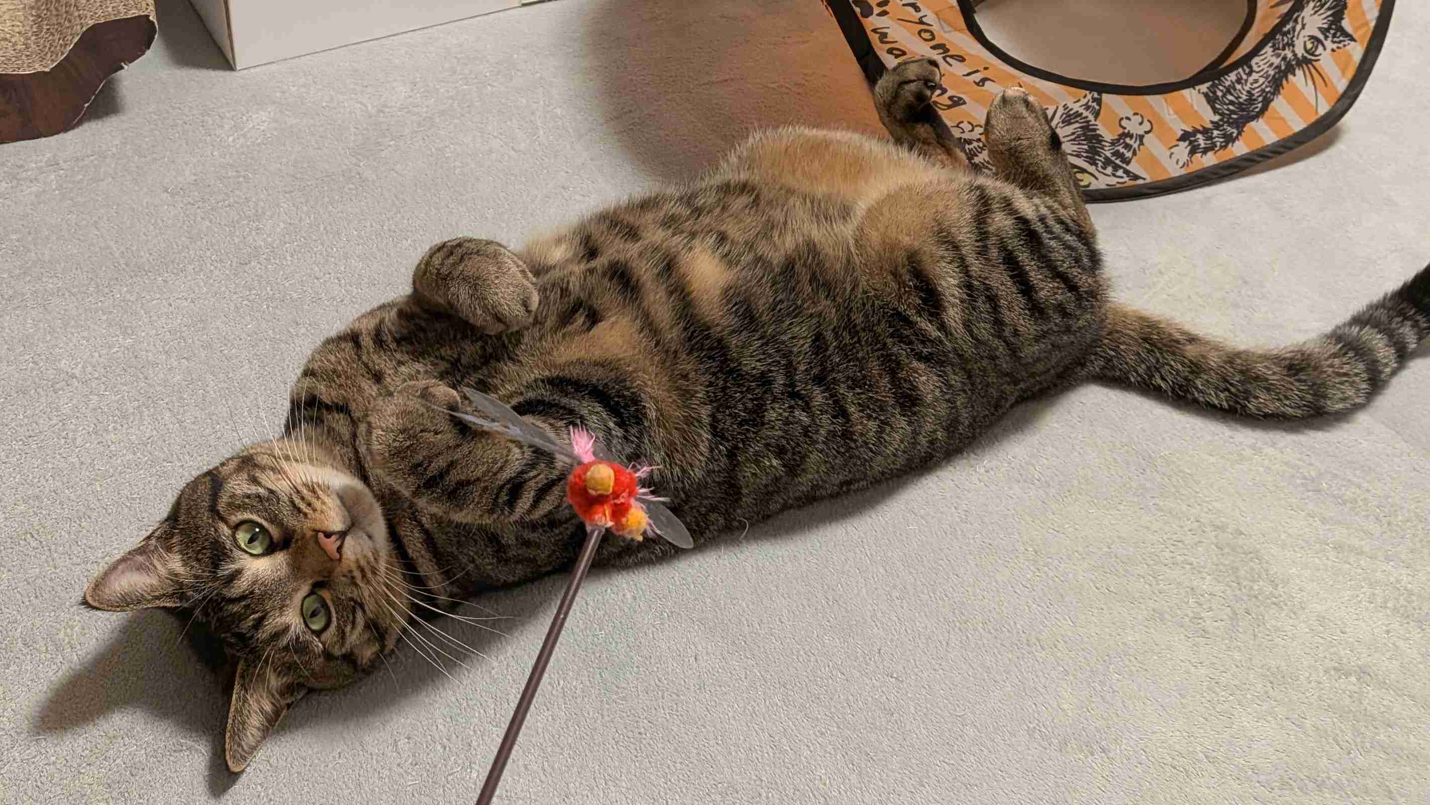 がるちゃん猫カフェ118号店開店しました♪(初めての方も大歓迎♪)