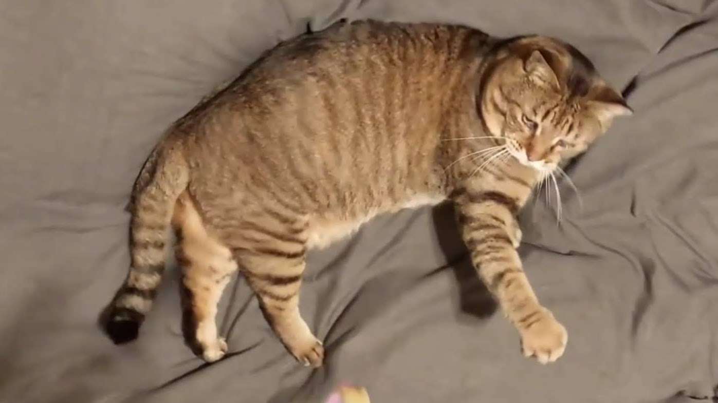 がるちゃん猫カフェ118号店開店しました♪(初めての方も大歓迎♪)