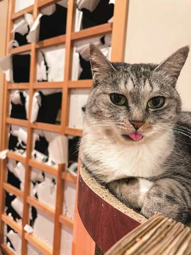 がるちゃん猫カフェ118号店開店しました♪(初めての方も大歓迎♪)