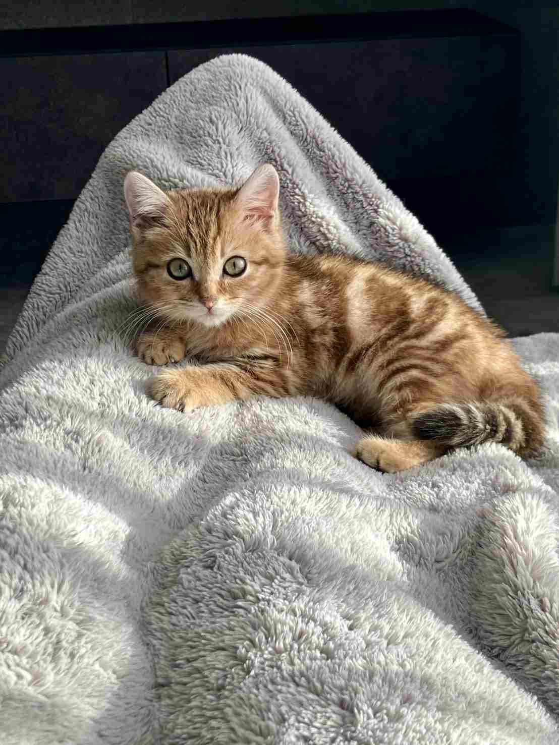 がるちゃん猫カフェ118号店開店しました♪(初めての方も大歓迎♪)