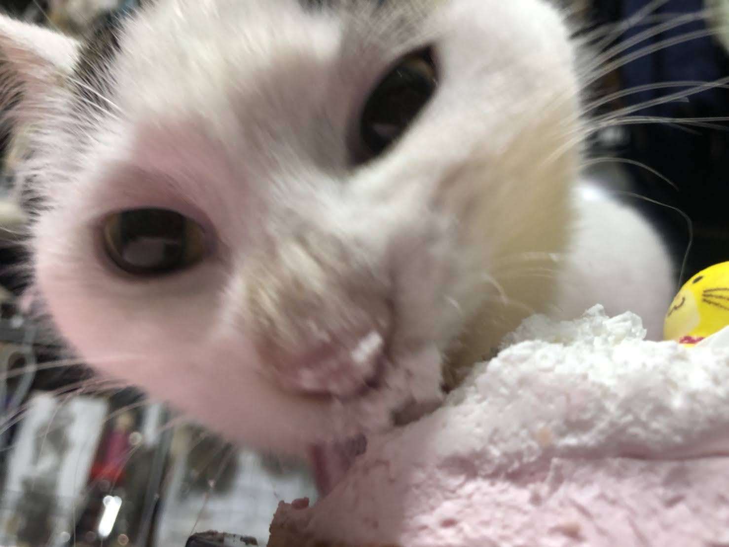 がるちゃん猫カフェ118号店開店しました♪(初めての方も大歓迎♪)