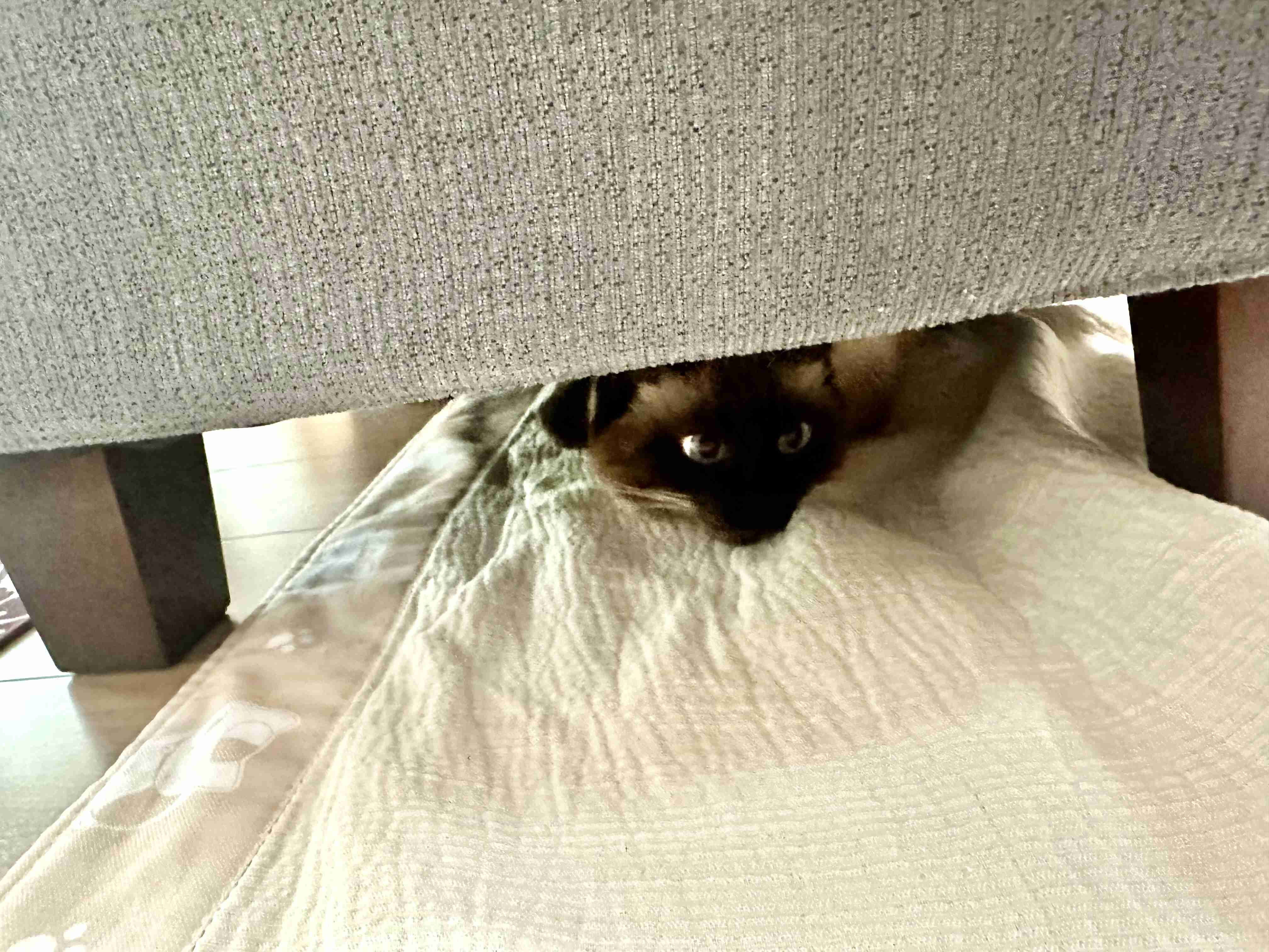 がるちゃん猫カフェ118号店開店しました♪(初めての方も大歓迎♪)