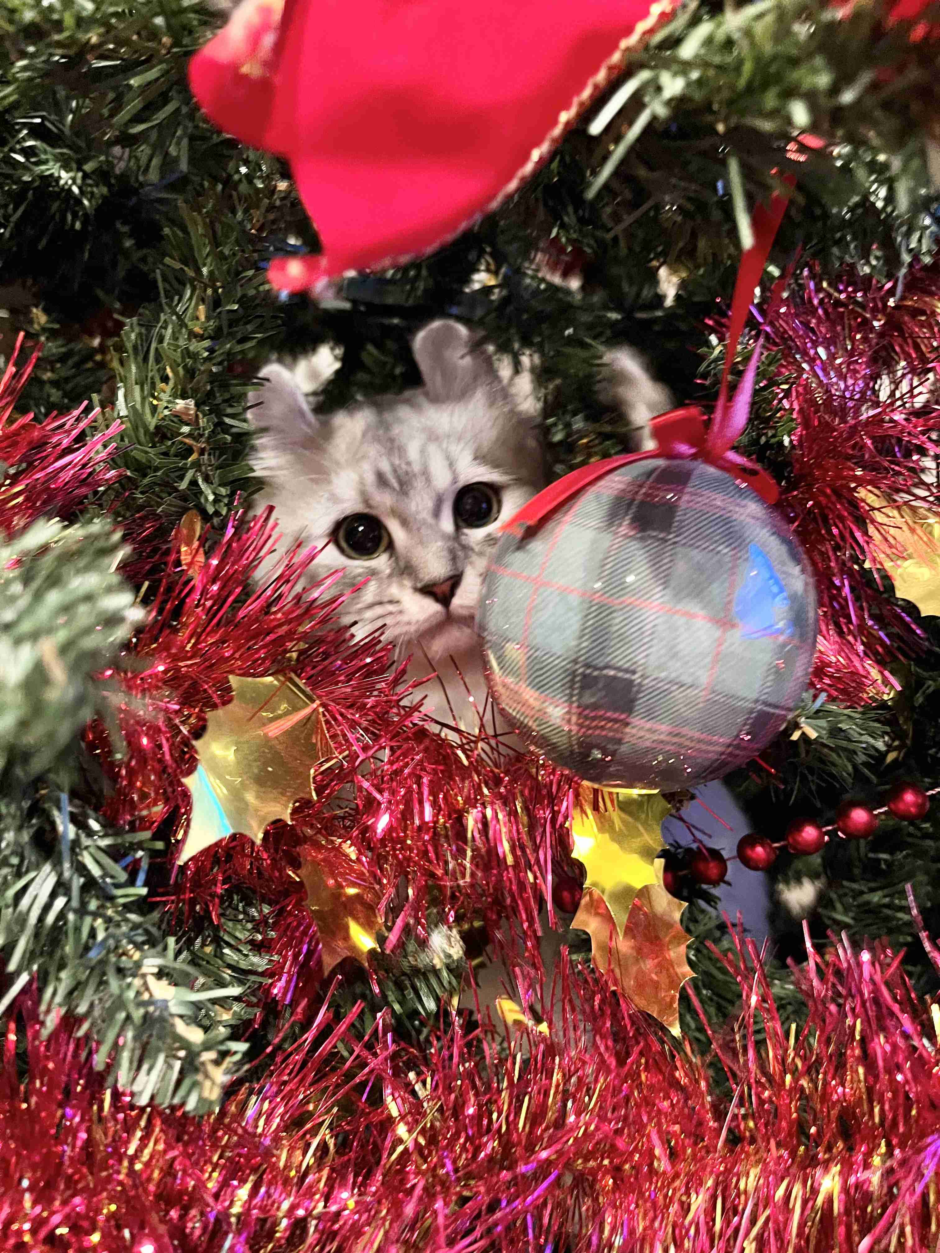 がるちゃん猫カフェ118号店開店しました♪(初めての方も大歓迎♪)