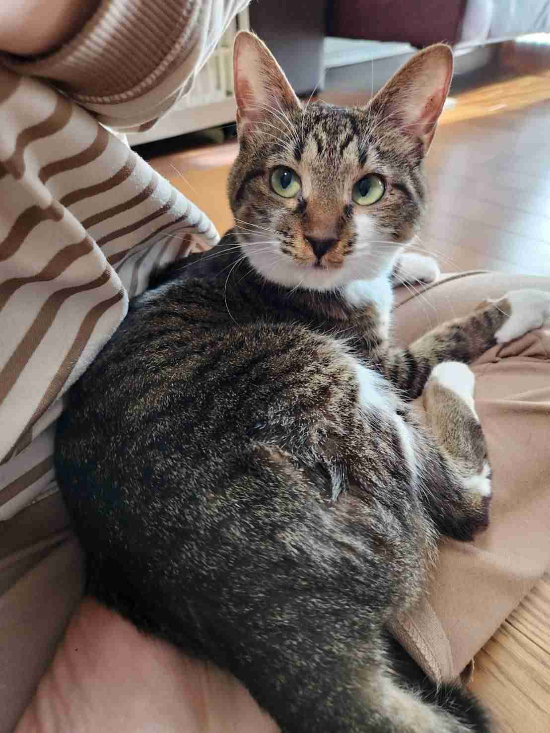 がるちゃん猫カフェ118号店開店しました♪(初めての方も大歓迎♪)