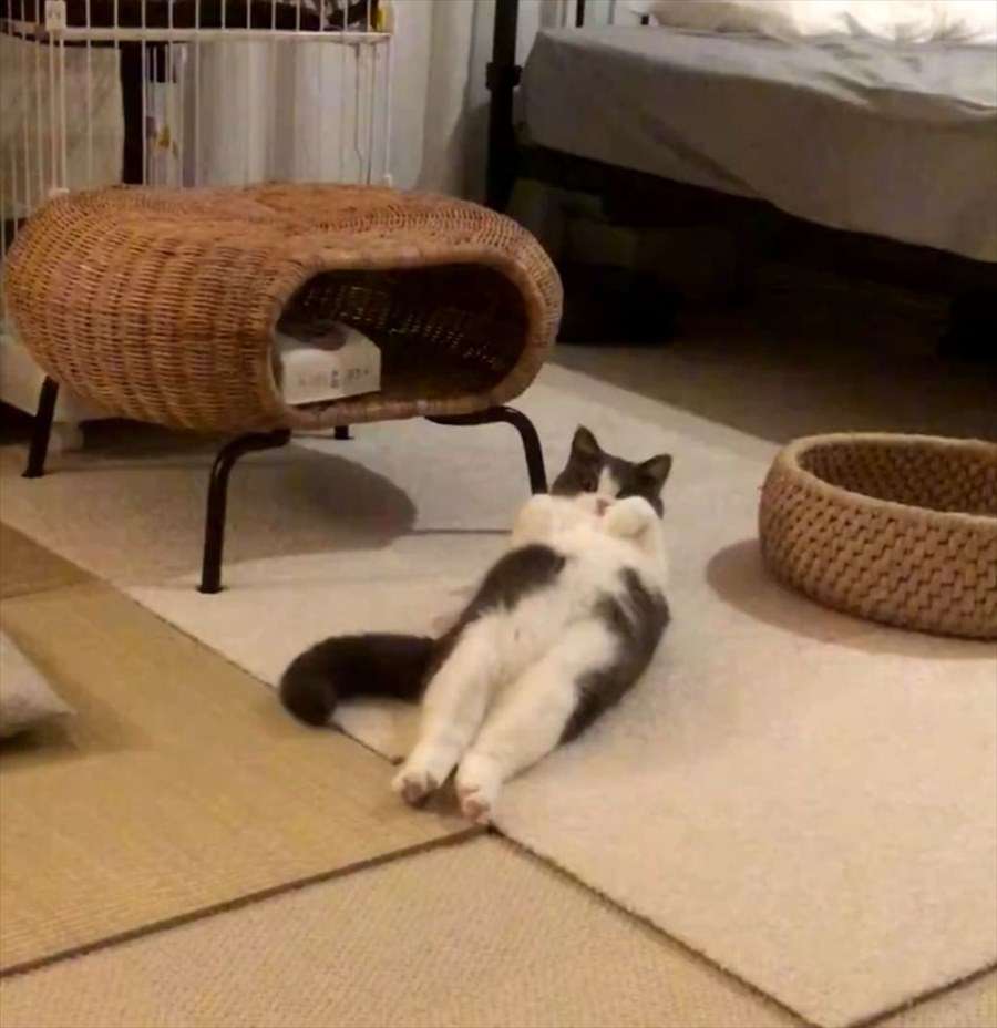 がるちゃん猫カフェ118号店開店しました♪(初めての方も大歓迎♪)