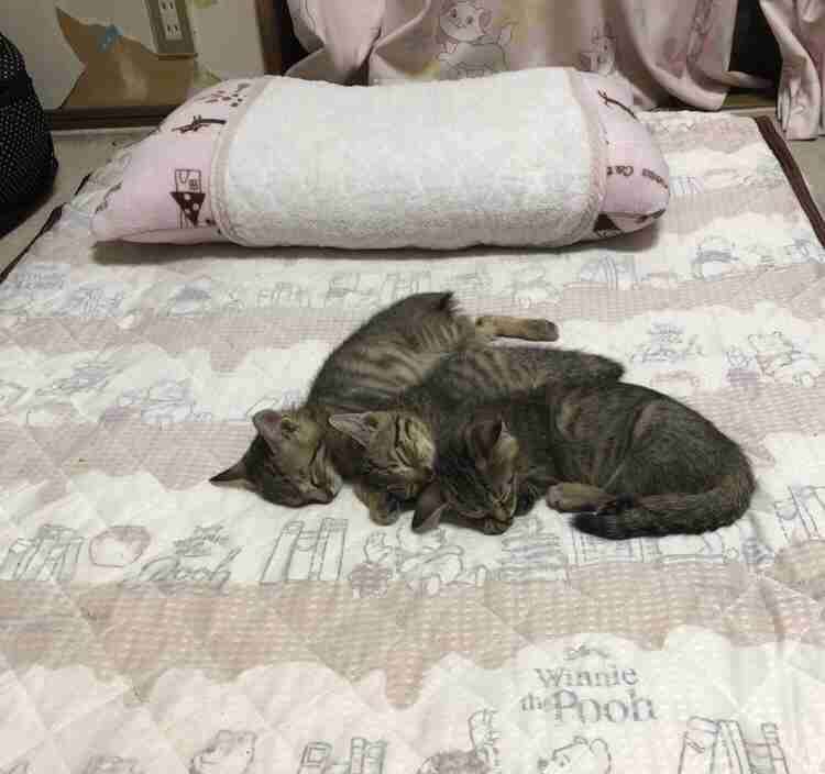 がるちゃん猫カフェ118号店開店しました♪(初めての方も大歓迎♪)