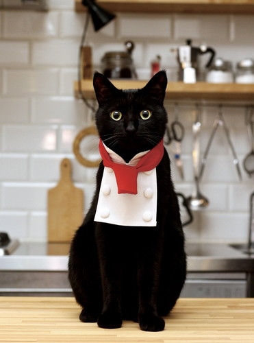 がるちゃん猫カフェ118号店開店しました♪(初めての方も大歓迎♪)