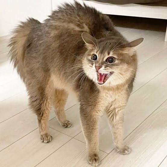 がるちゃん猫カフェ118号店開店しました♪(初めての方も大歓迎♪)