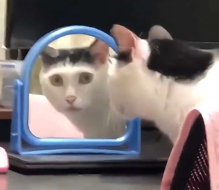 がるちゃん猫カフェ118号店開店しました♪(初めての方も大歓迎♪)