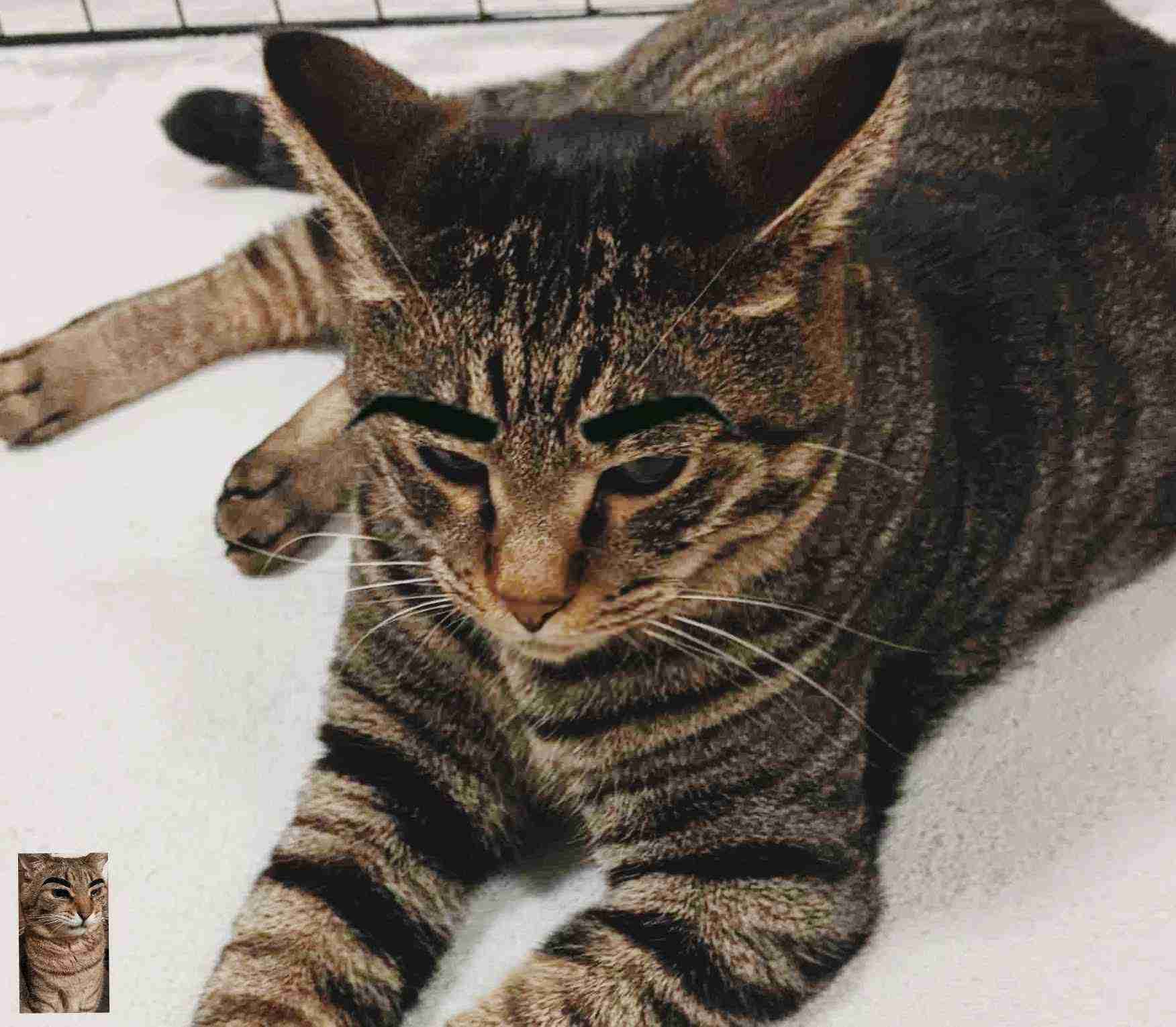 がるちゃん猫カフェ118号店開店しました♪(初めての方も大歓迎♪)