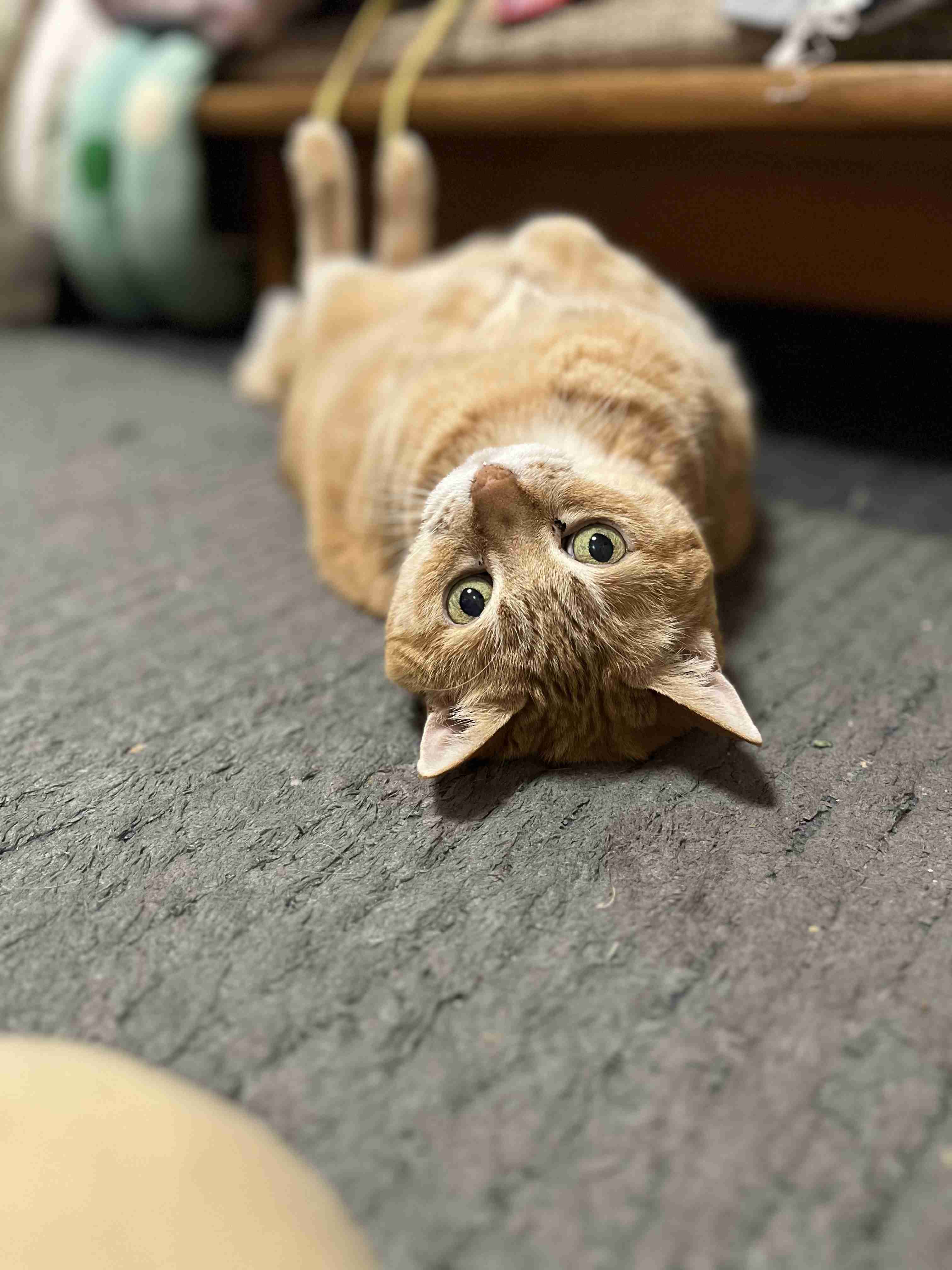 がるちゃん猫カフェ118号店開店しました♪(初めての方も大歓迎♪)