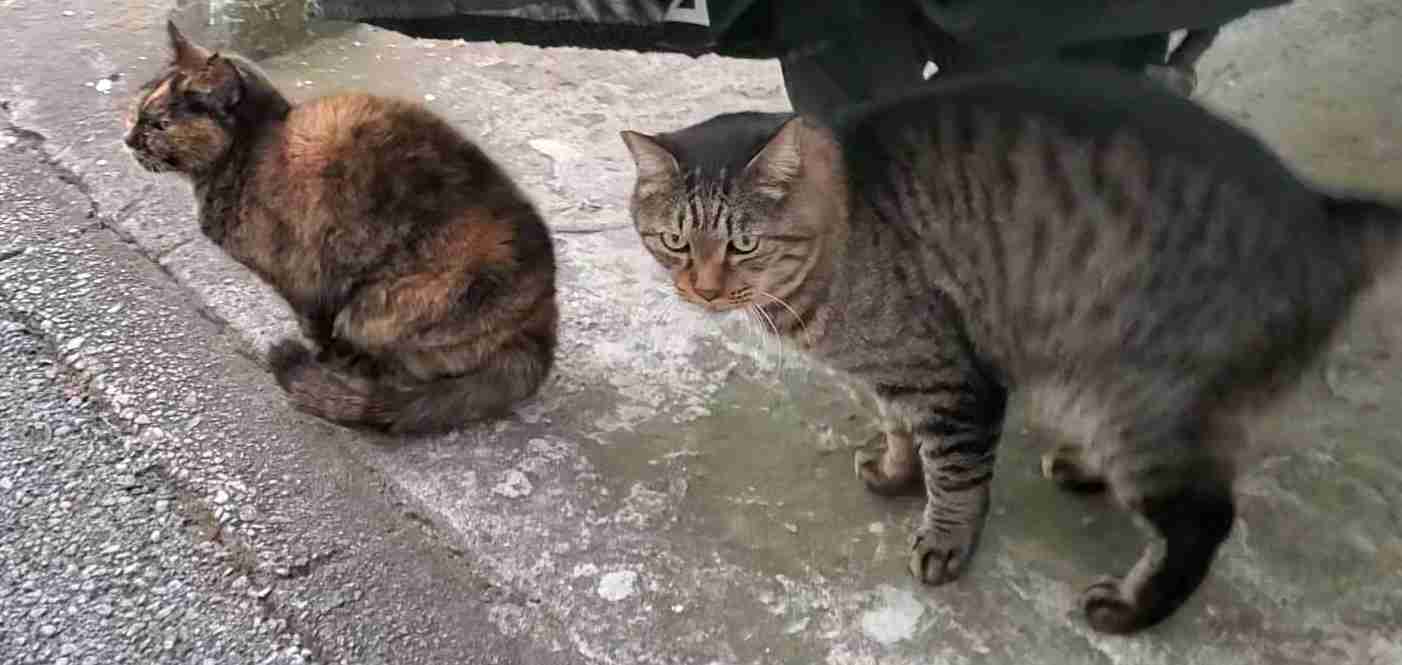 がるちゃん猫カフェ118号店開店しました♪(初めての方も大歓迎♪)