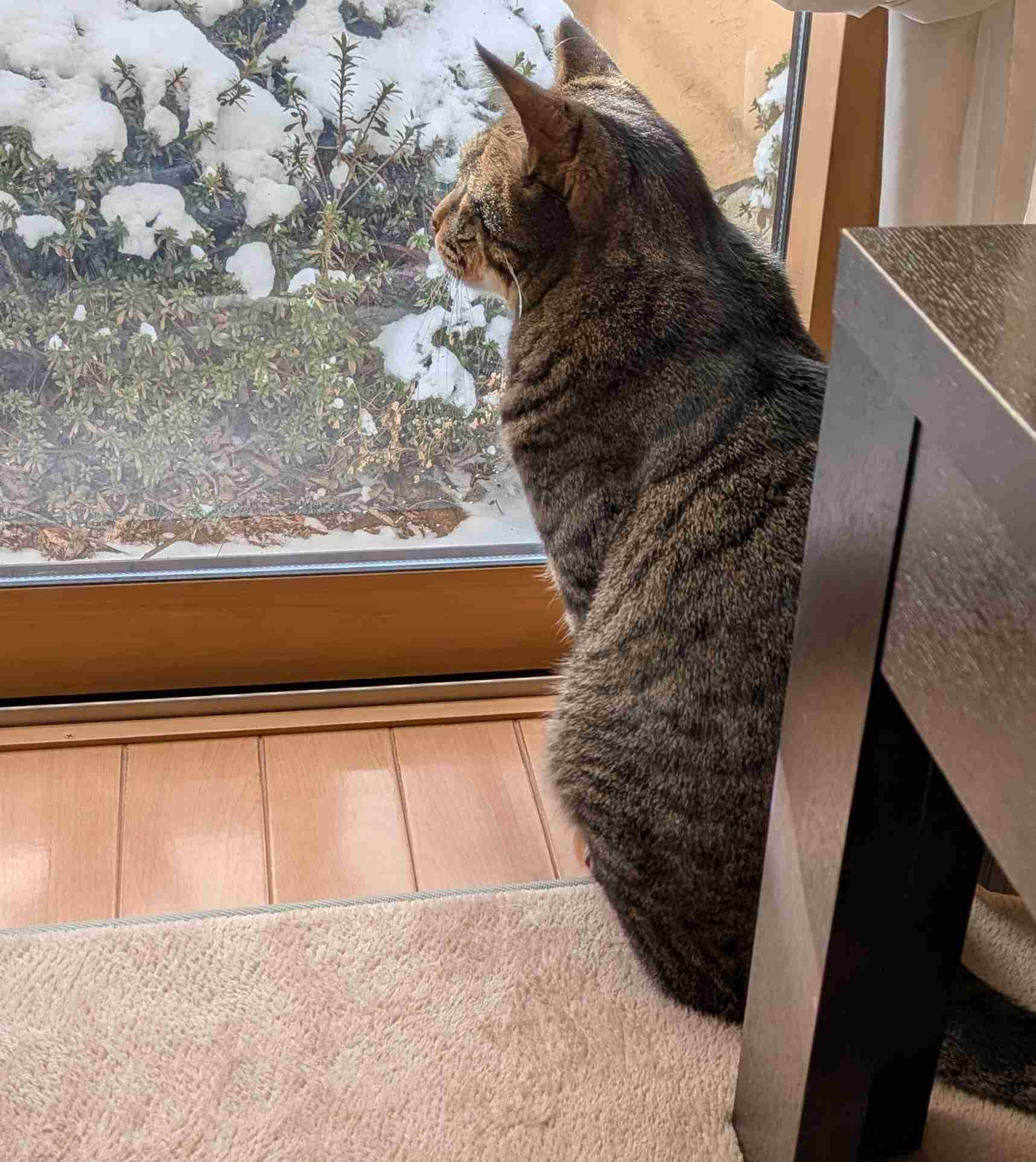 がるちゃん猫カフェ118号店開店しました♪(初めての方も大歓迎♪)