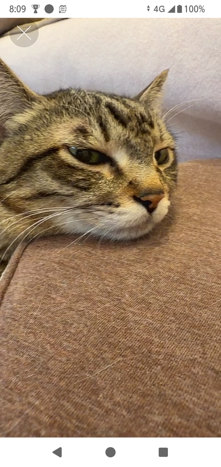 がるちゃん猫カフェ118号店開店しました♪(初めての方も大歓迎♪)