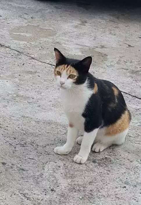 がるちゃん猫カフェ118号店開店しました♪(初めての方も大歓迎♪)