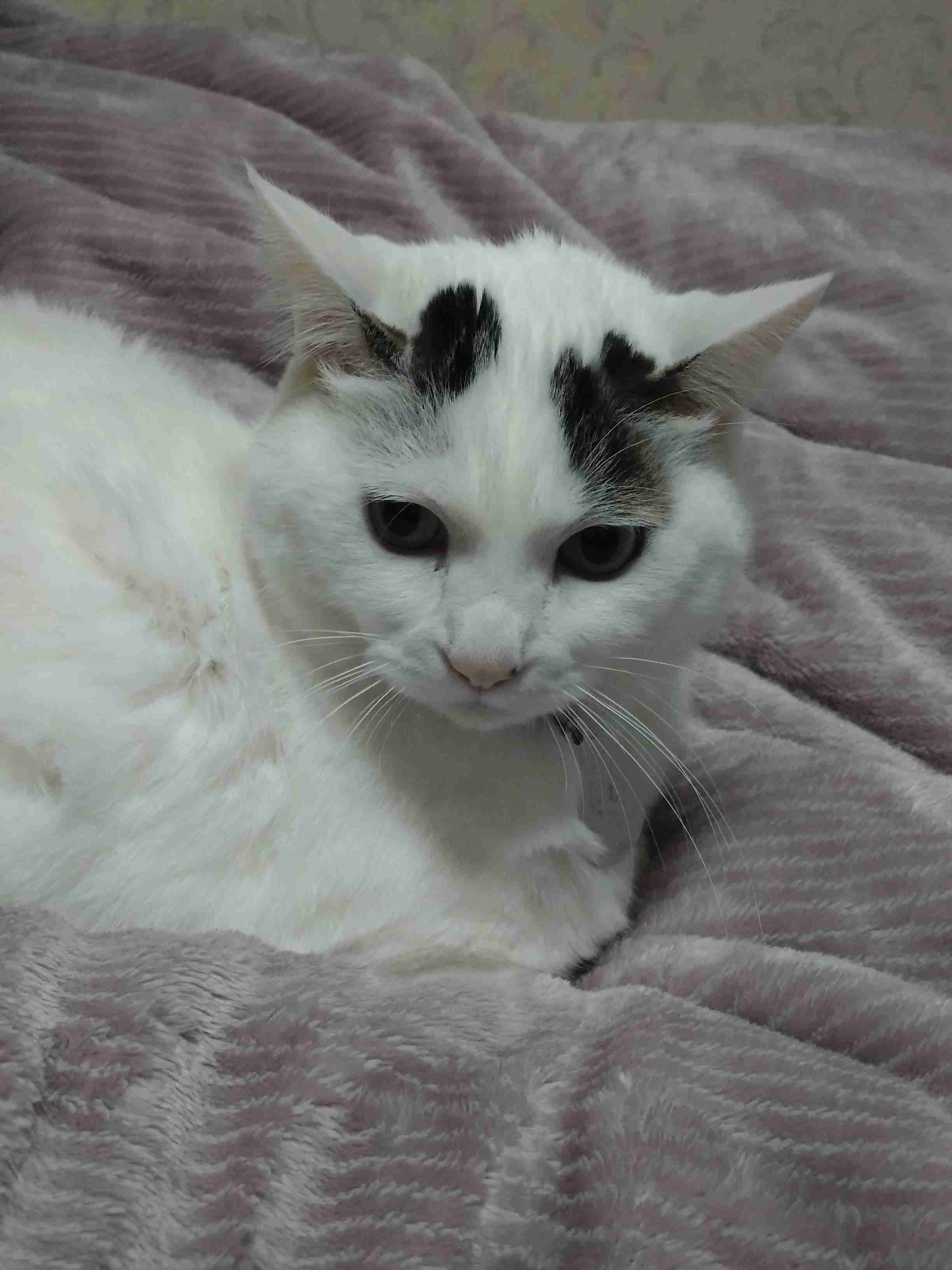 がるちゃん猫カフェ118号店開店しました♪(初めての方も大歓迎♪)