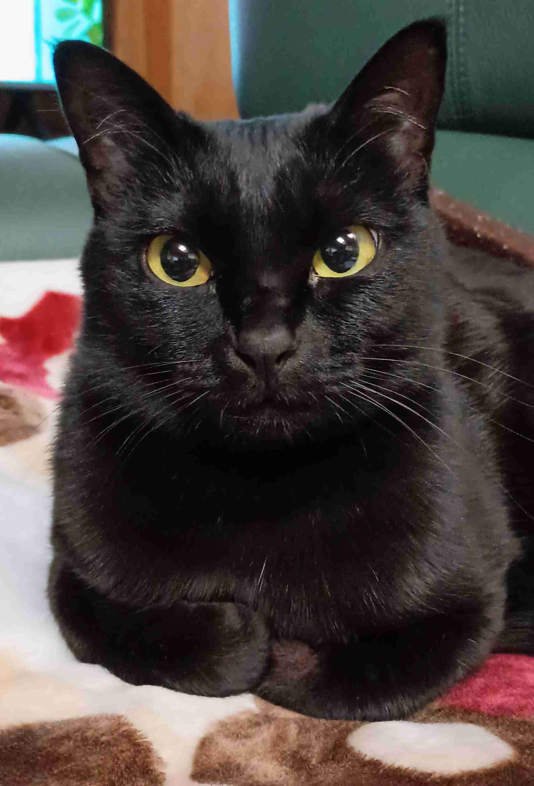 がるちゃん猫カフェ118号店開店しました♪(初めての方も大歓迎♪)