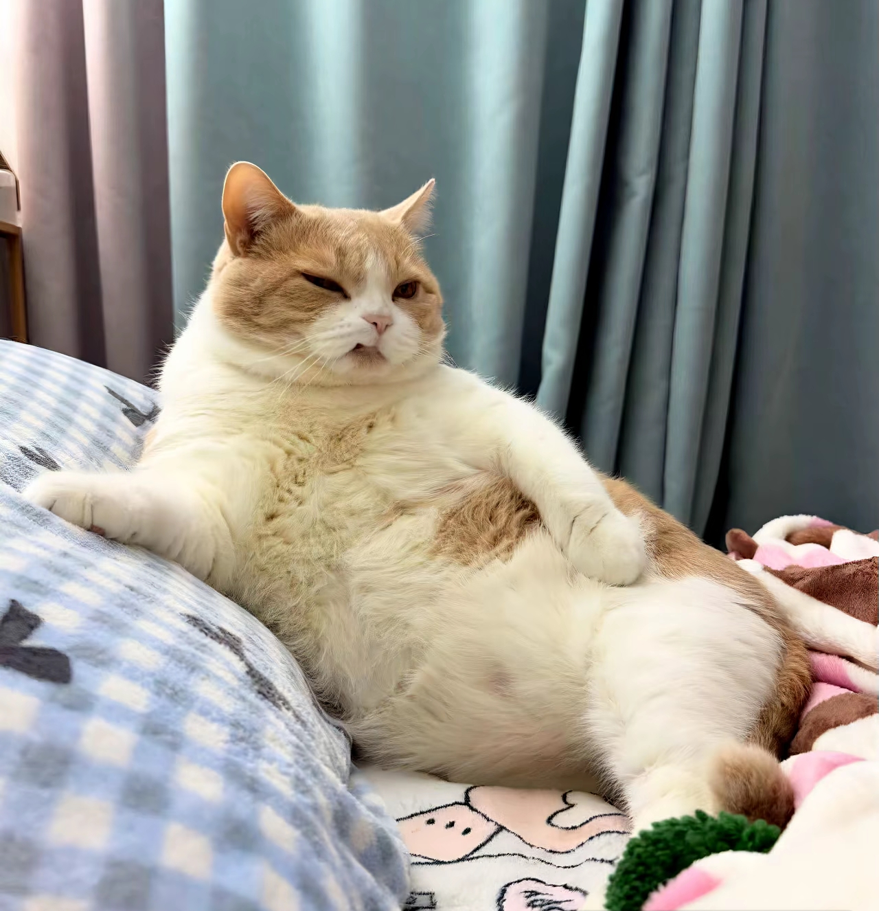 がるちゃん猫カフェ118号店開店しました♪(初めての方も大歓迎♪)