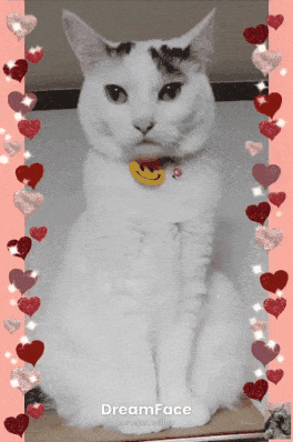 がるちゃん猫カフェ118号店開店しました♪(初めての方も大歓迎♪)