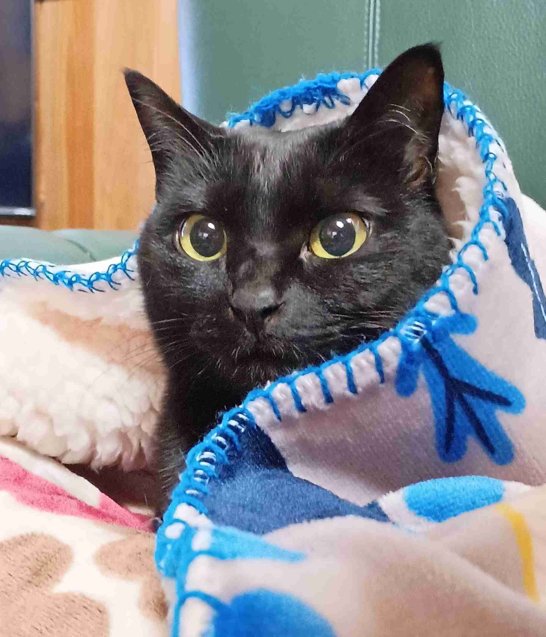 がるちゃん猫カフェ118号店開店しました♪(初めての方も大歓迎♪)