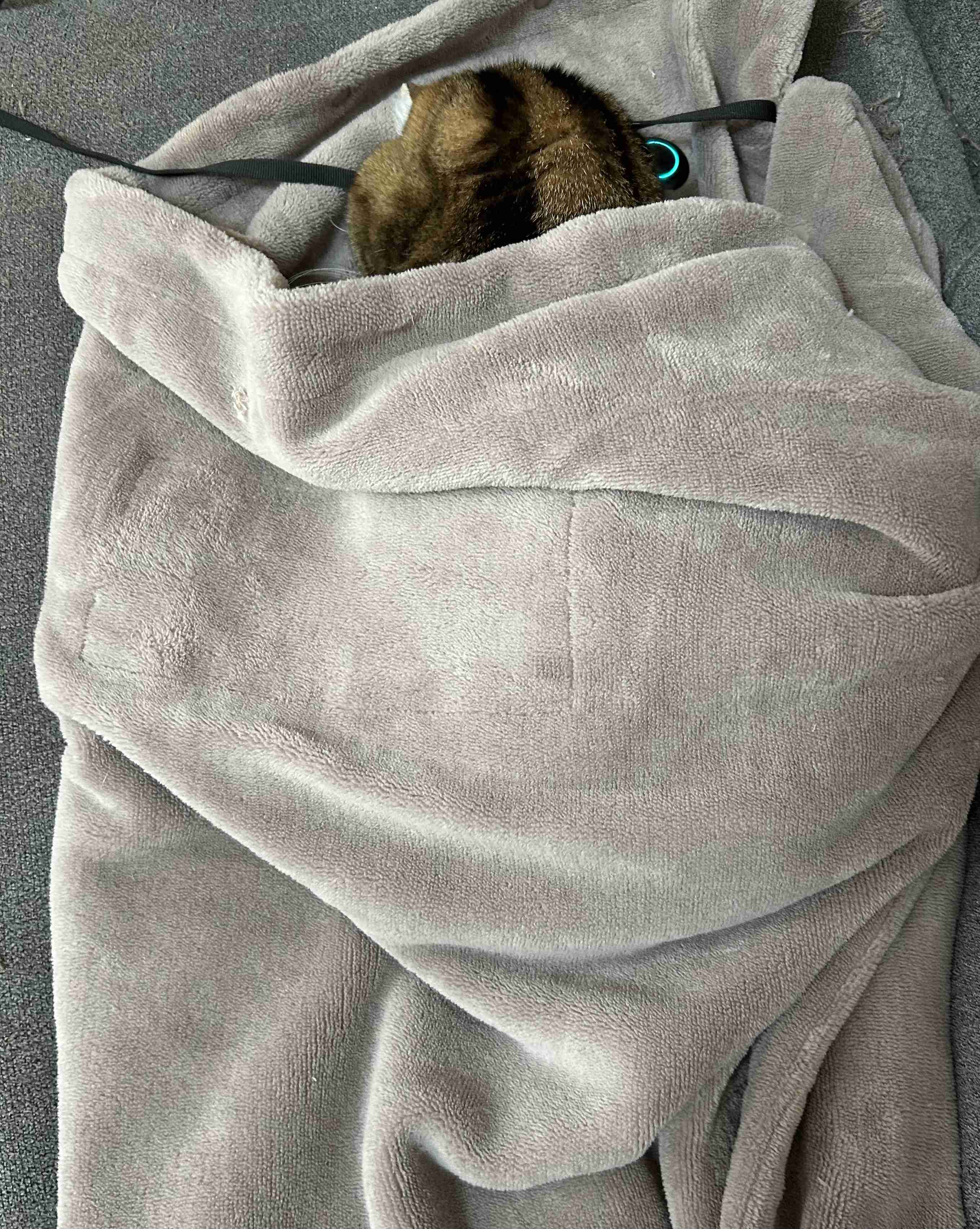 がるちゃん猫カフェ118号店開店しました♪(初めての方も大歓迎♪)