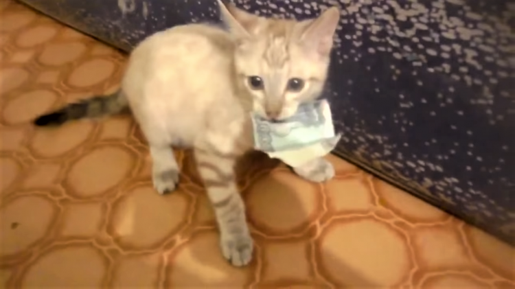 がるちゃん猫カフェ118号店開店しました♪(初めての方も大歓迎♪)