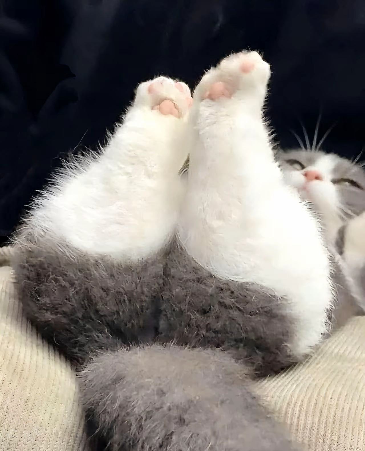 がるちゃん猫カフェ118号店開店しました♪(初めての方も大歓迎♪)