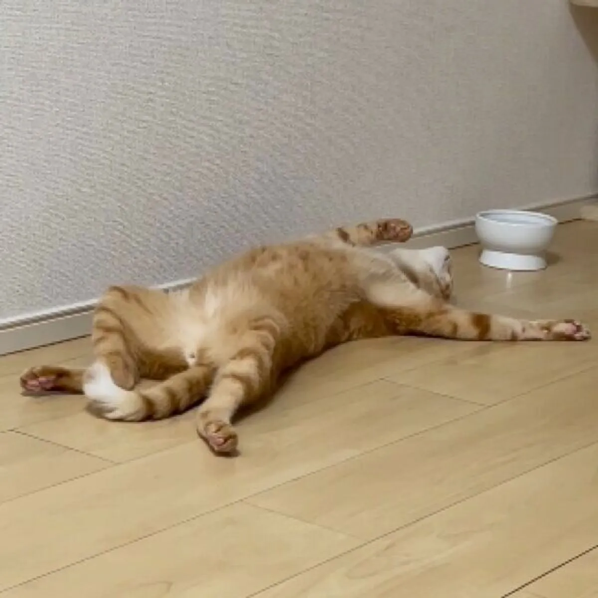 がるちゃん猫カフェ118号店開店しました♪(初めての方も大歓迎♪)