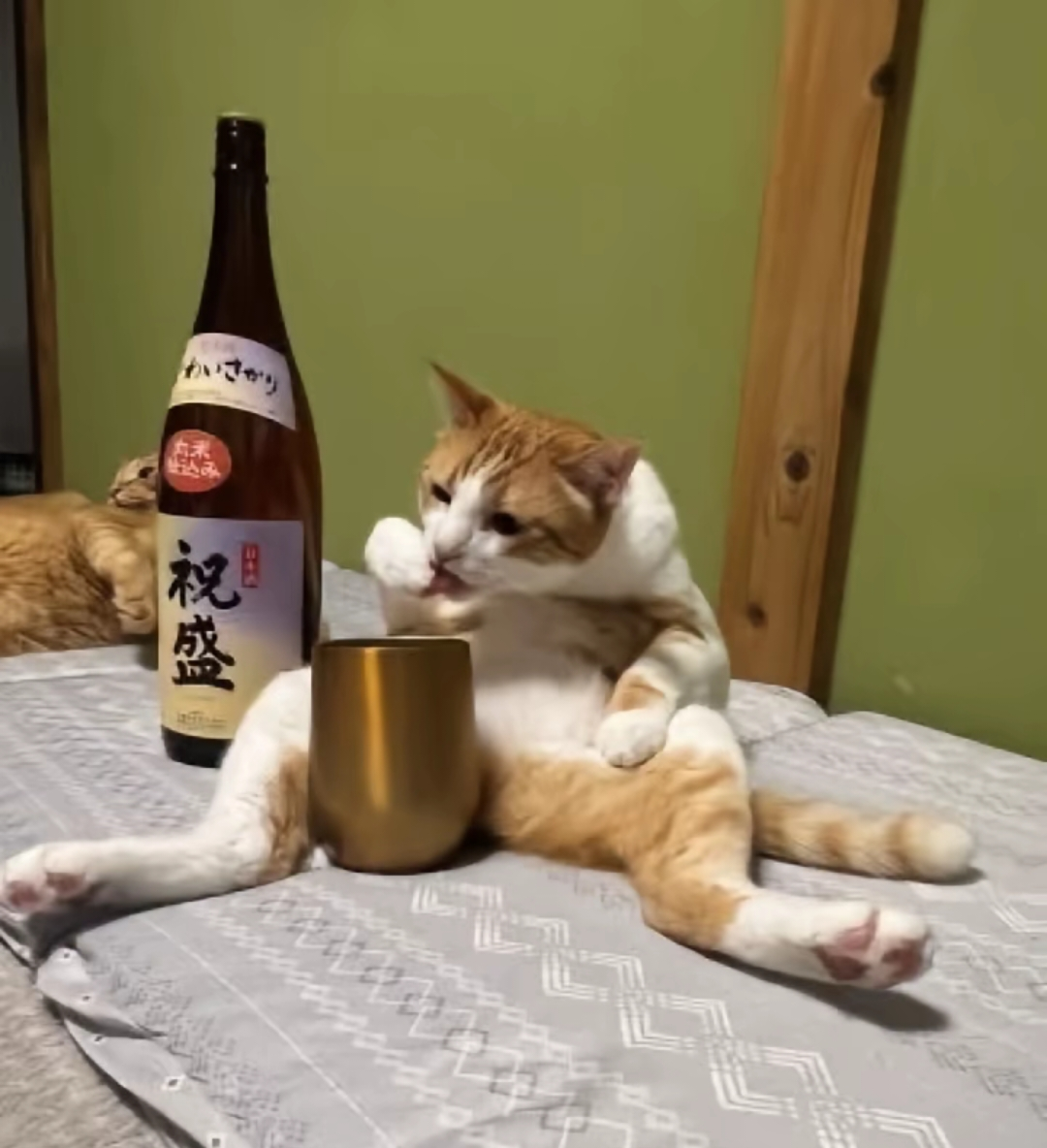 がるちゃん猫カフェ118号店開店しました♪(初めての方も大歓迎♪)