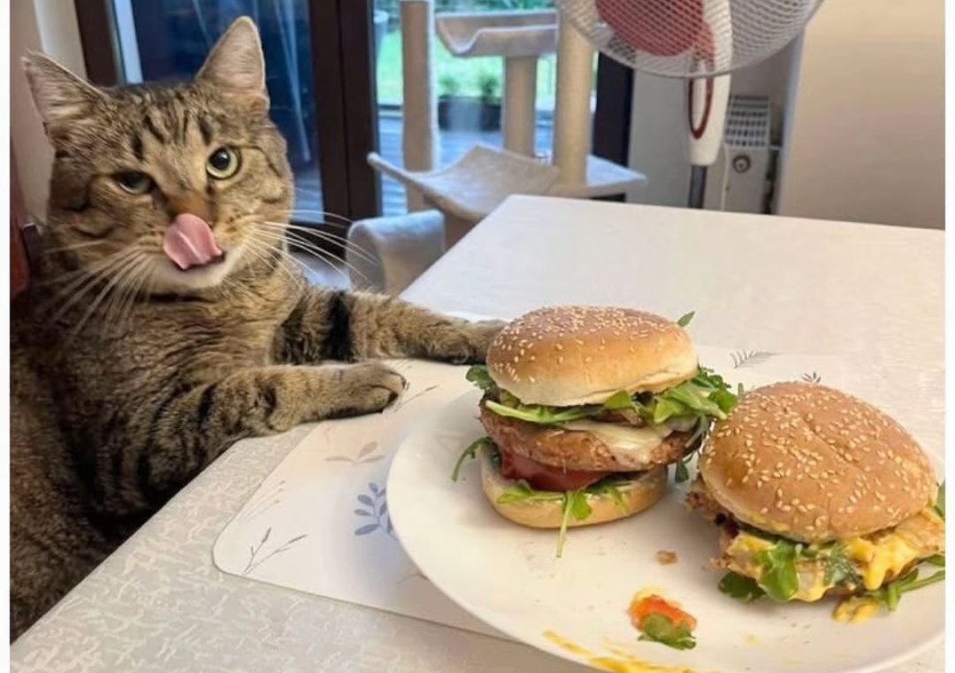 がるちゃん猫カフェ118号店開店しました♪(初めての方も大歓迎♪)