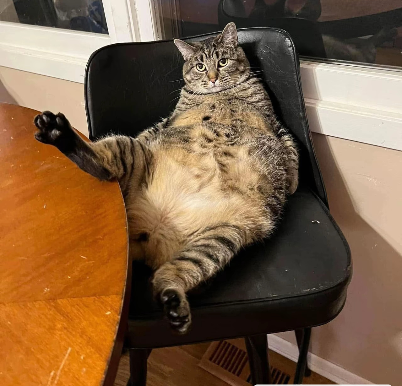 がるちゃん猫カフェ118号店開店しました♪(初めての方も大歓迎♪)