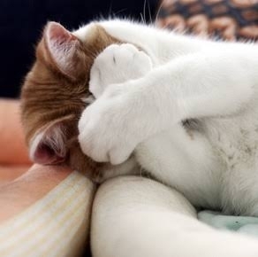 がるちゃん猫カフェ118号店開店しました♪(初めての方も大歓迎♪)