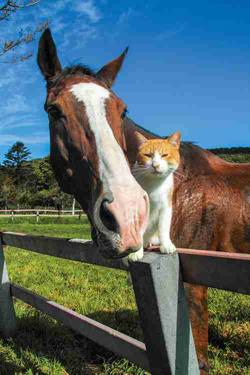がるちゃん猫カフェ118号店開店しました♪(初めての方も大歓迎♪)