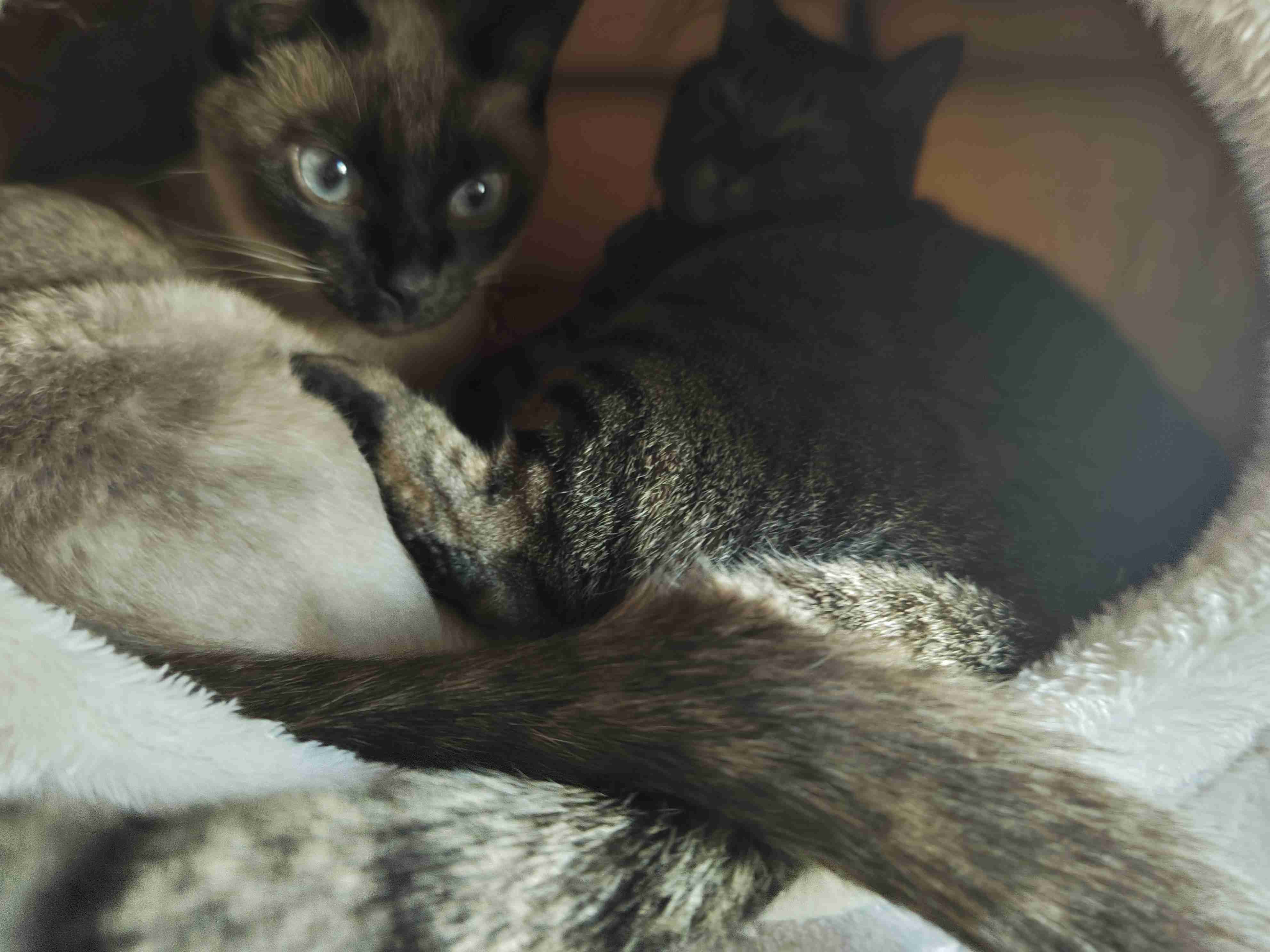 がるちゃん猫カフェ118号店開店しました♪(初めての方も大歓迎♪)