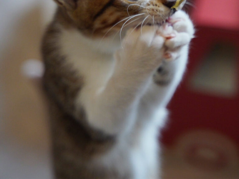 がるちゃん猫カフェ118号店開店しました♪(初めての方も大歓迎♪)